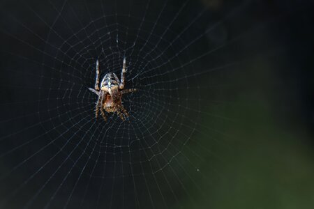 Bug spider web garden photo