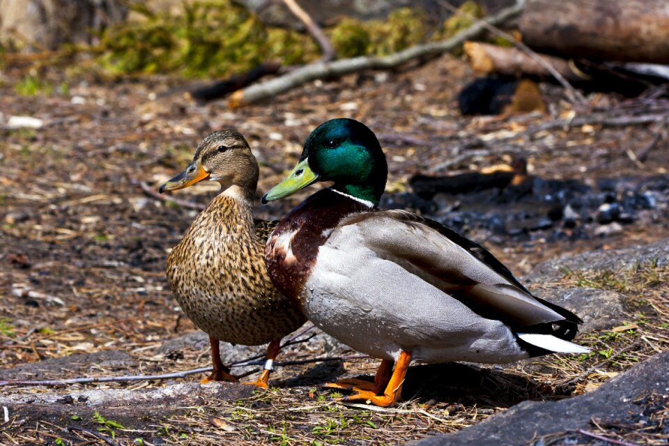 Birds the nature of the stokkandpar