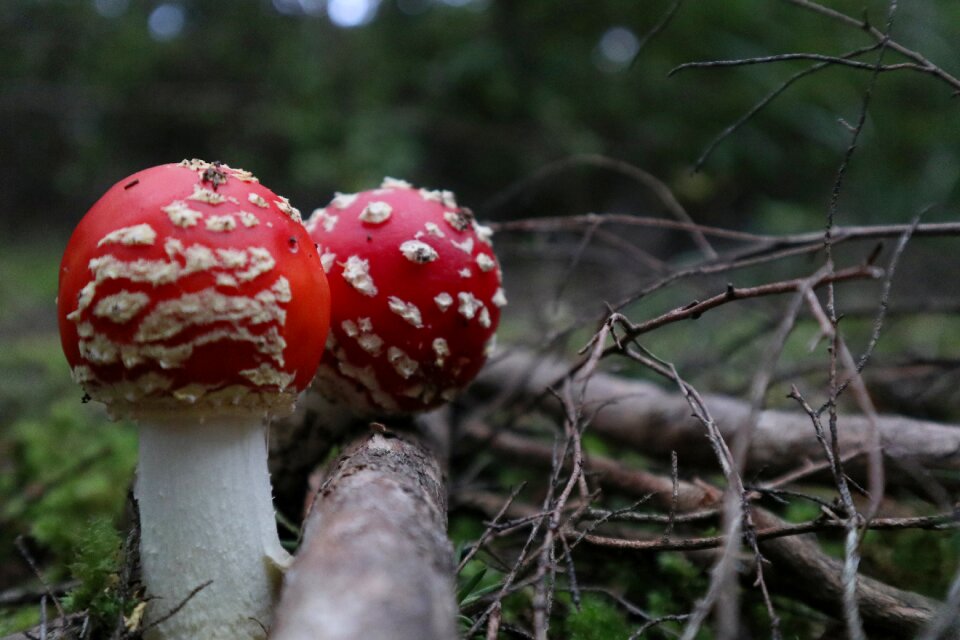 Outdoors wood fall