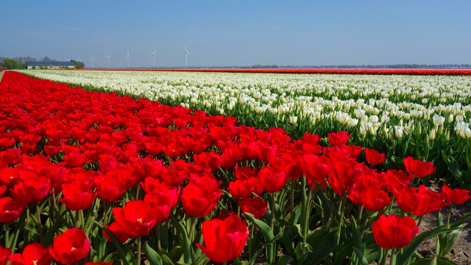 Spring bulb holland photo