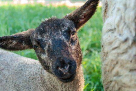 Mammal sheep lamb photo