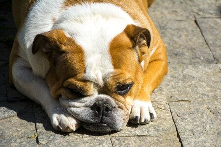 Dog mammals cute