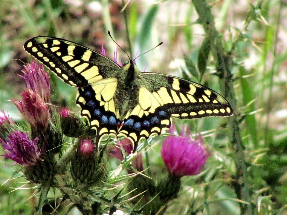 Colorful insect macro
