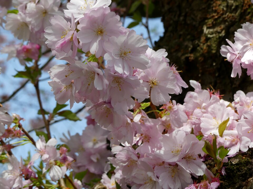Cherry tree flowers close up