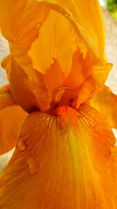 Color wallpaper iris