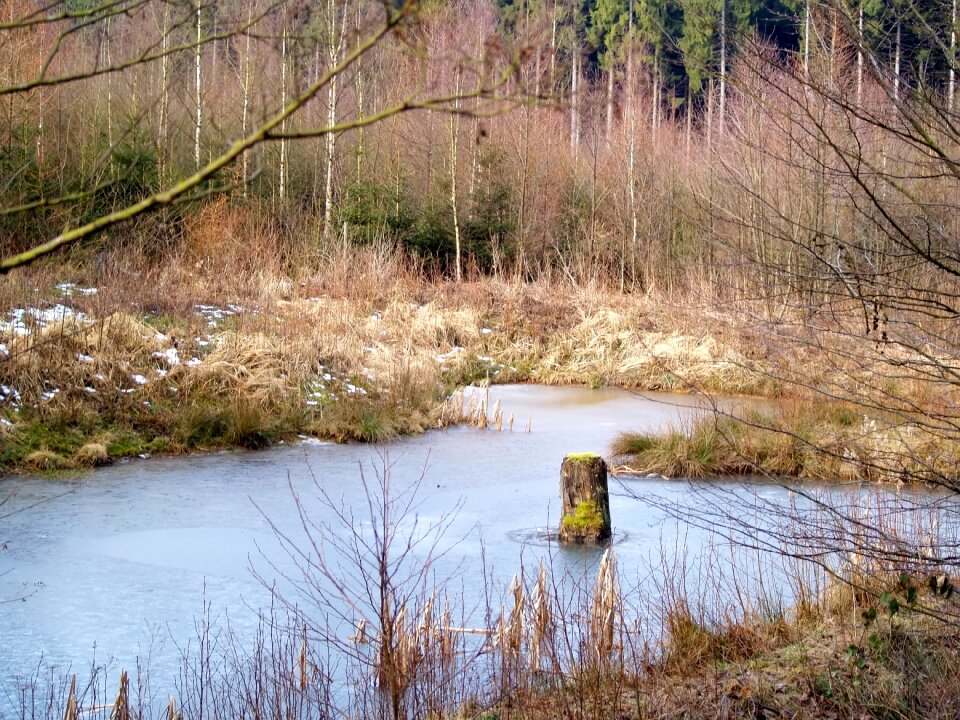 River landscape wood