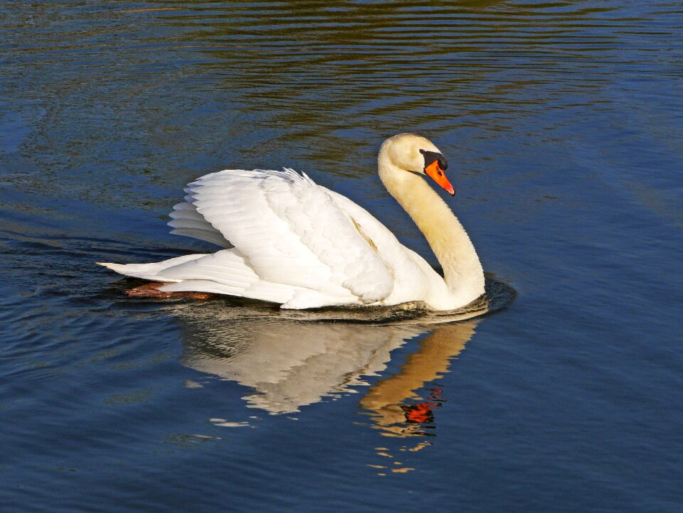 Mirroring reflection pond