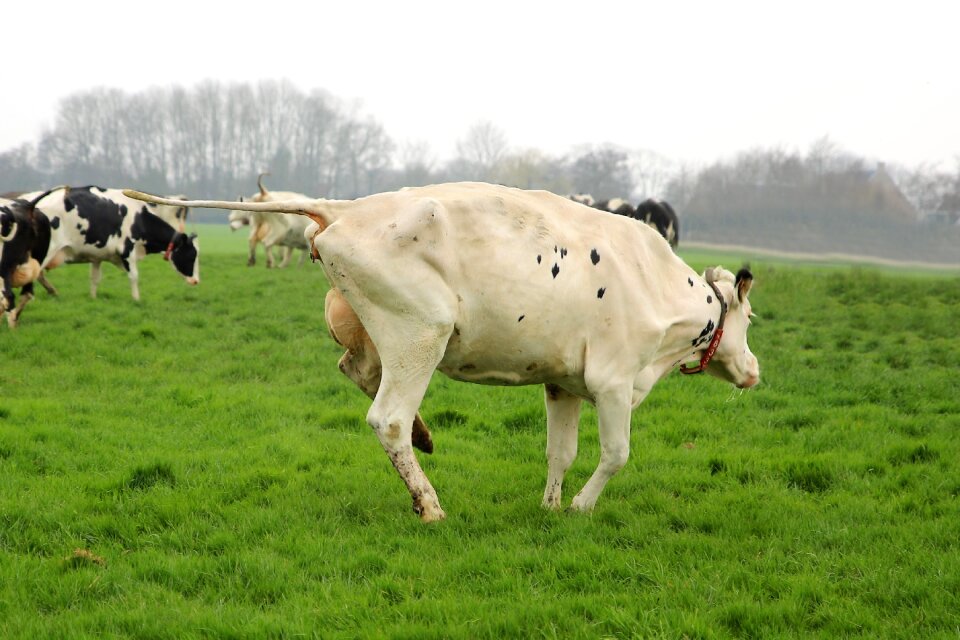 Animals cow spring