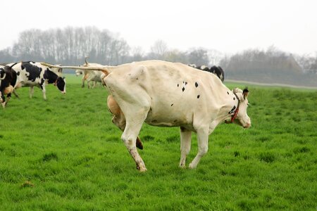Animals cow spring