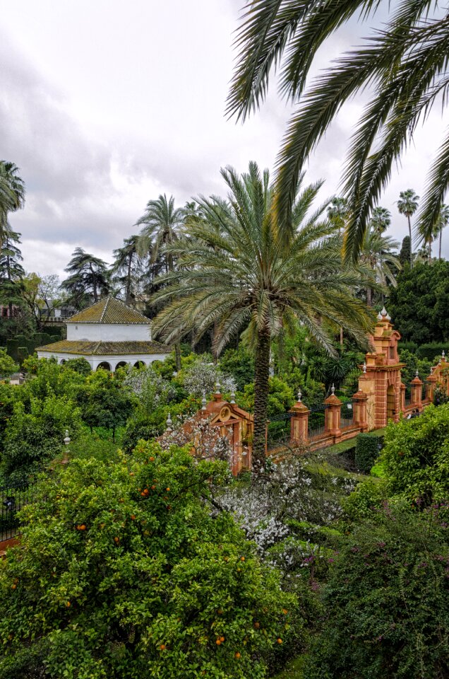 Palm travel plant