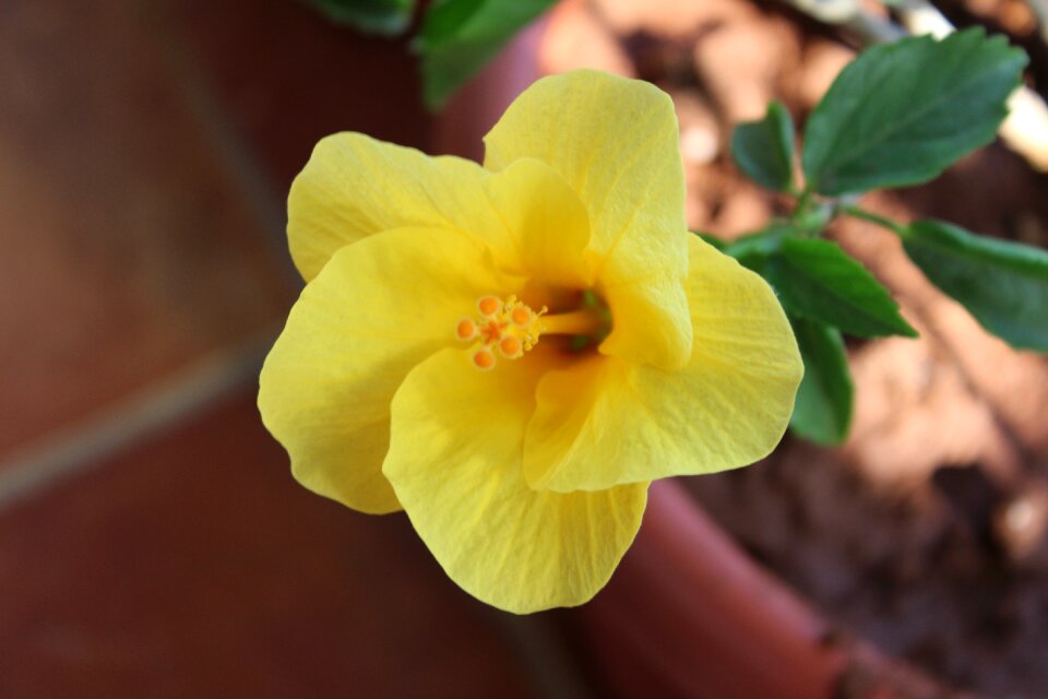 Leaf outdoors blooming