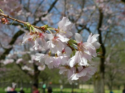 Cherry wood spring flowers photo