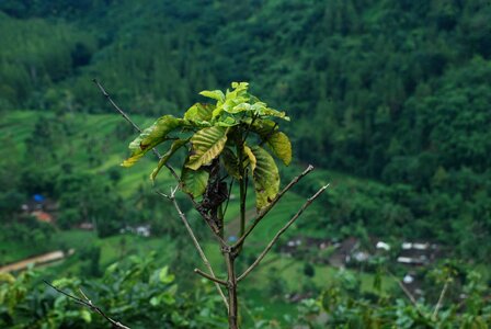 Tree outdoors east java