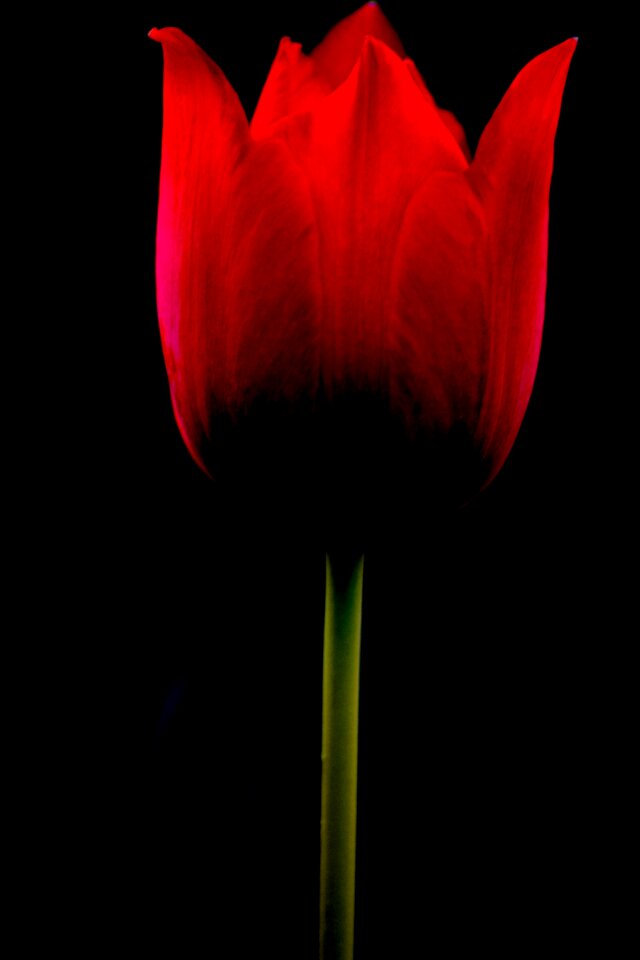 Nature plant color