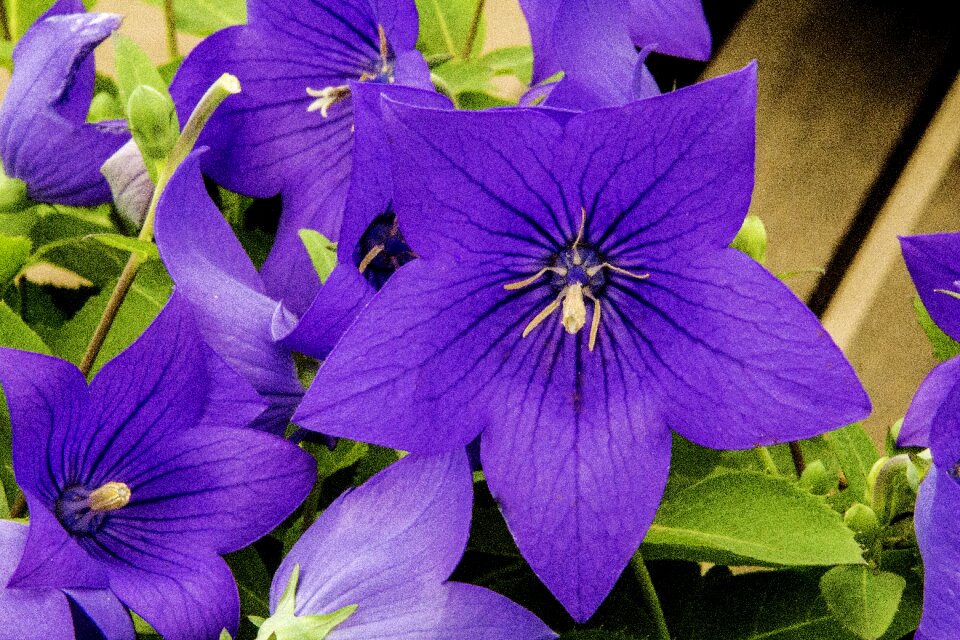Plant nature garden