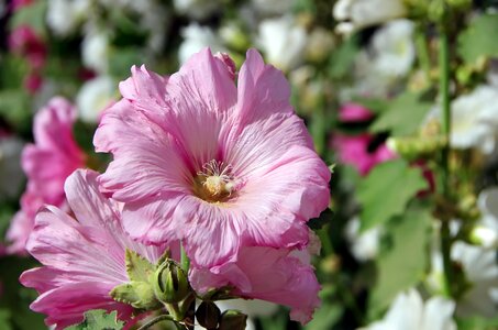 Mallow flower petals