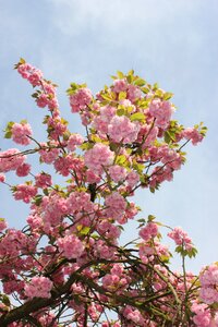 Tree plant branch