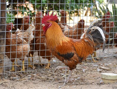 Hen animal