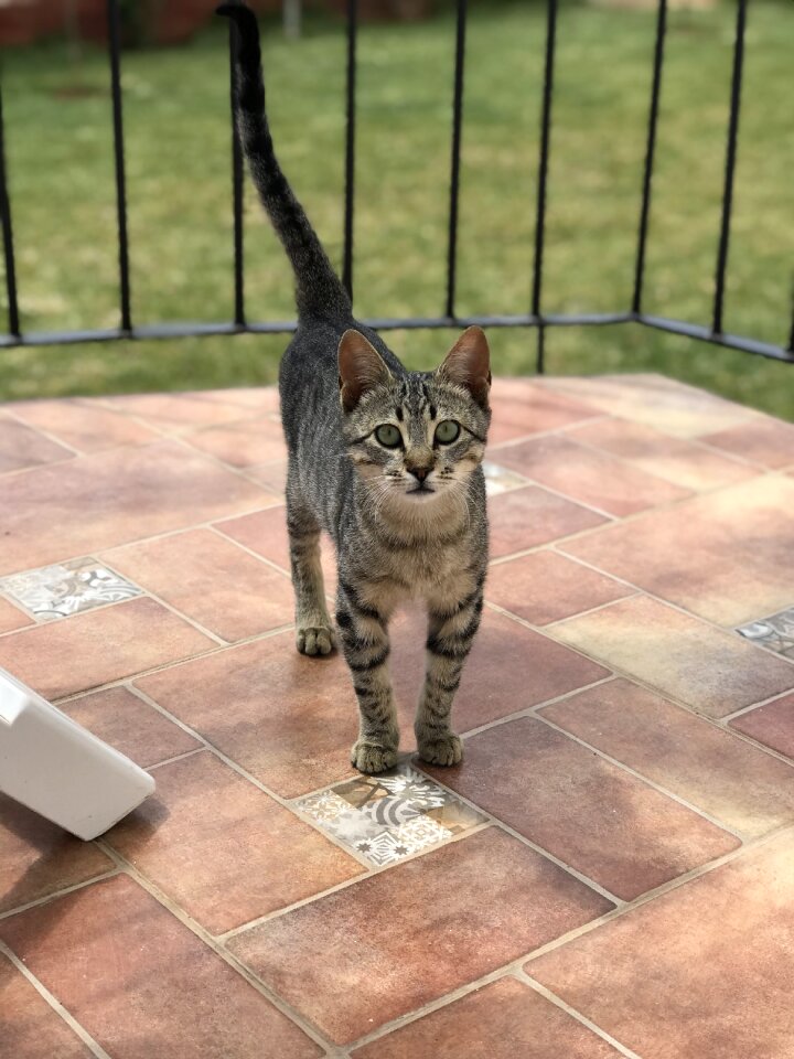 Cat Free photos