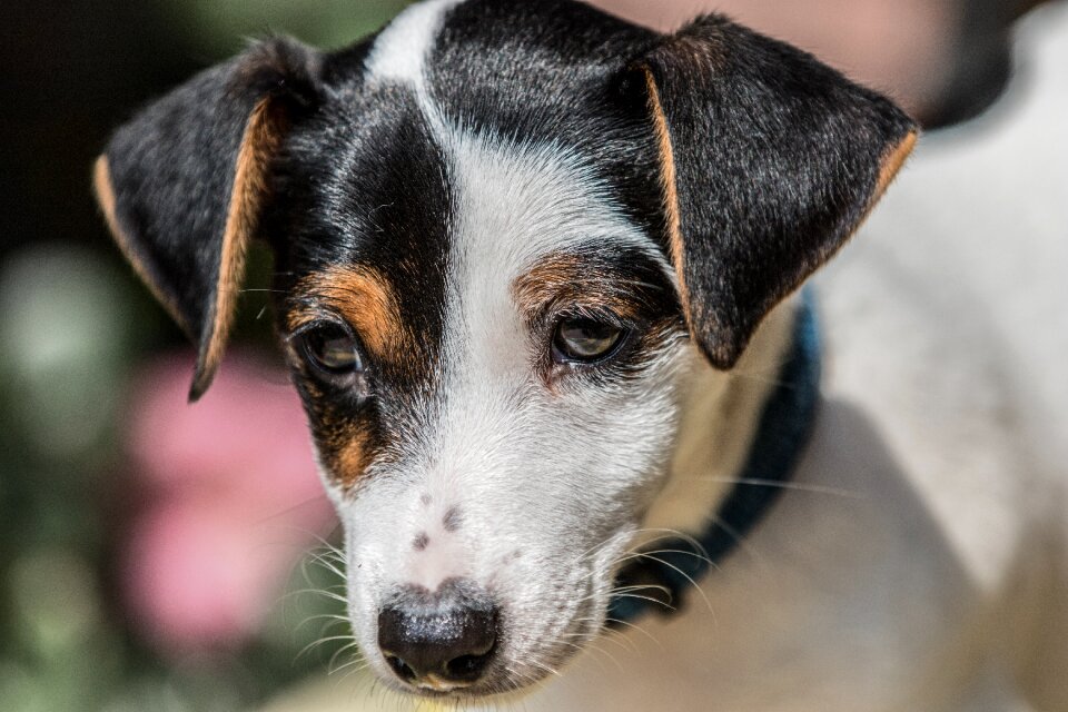 Animal cute portrait photo