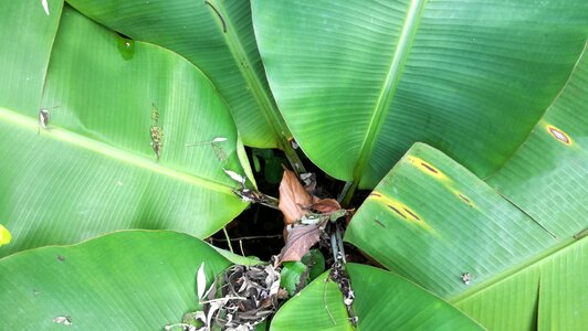 Plant nature environment