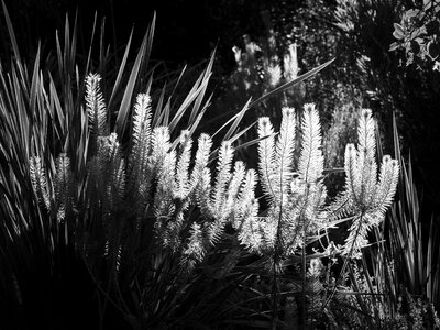 Plant field wheat photo