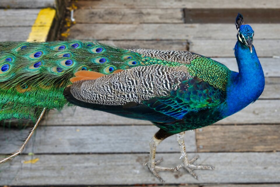 Feather bird animal