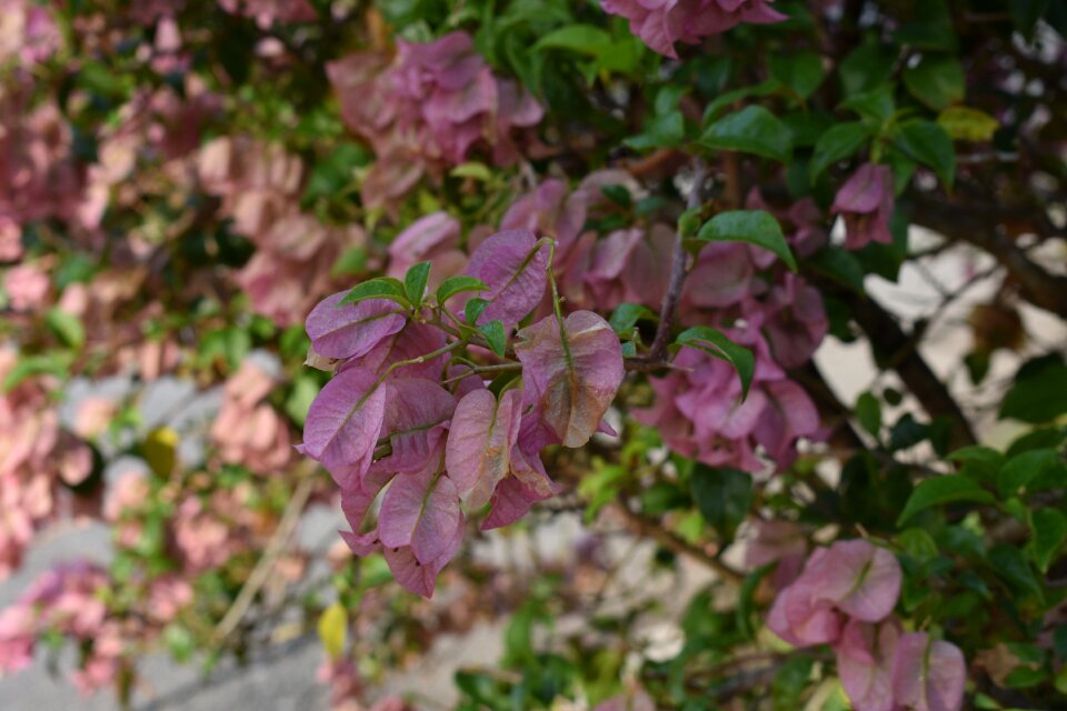 Plant sheet nature