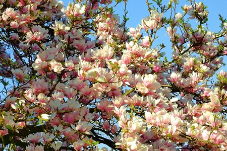 Magnolia flower spring pink photo