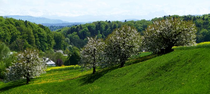 Spring trees flowers