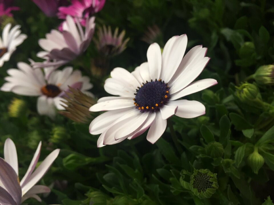 Garden summer daisy