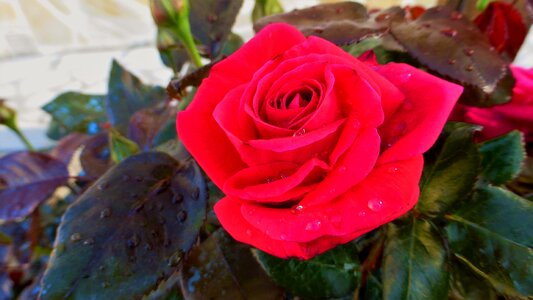 Petal nature fulfillment