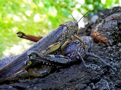 Insects mating nature invertebrate photo