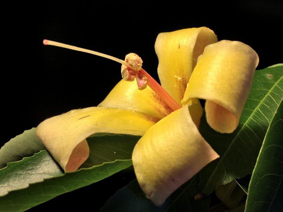 Flower petals flowers