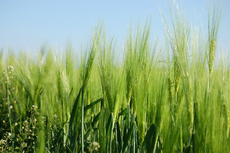The green ears campaign agriculture