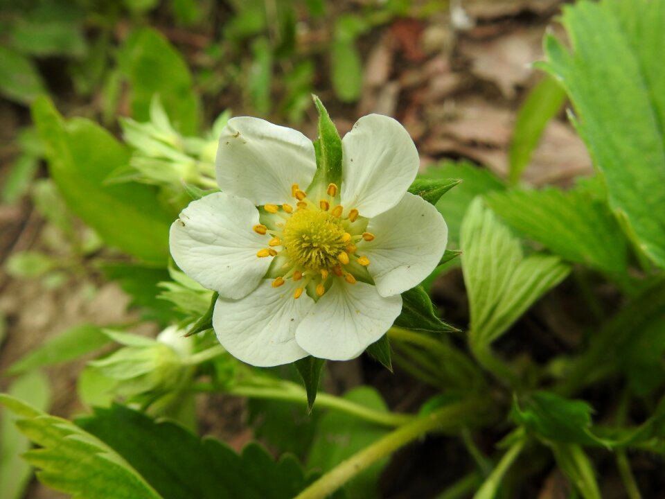 Leaf summer strawberry