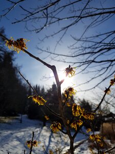 Season branch snow