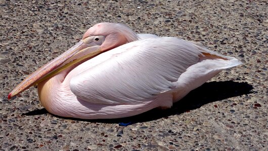 Pink cyprus nature