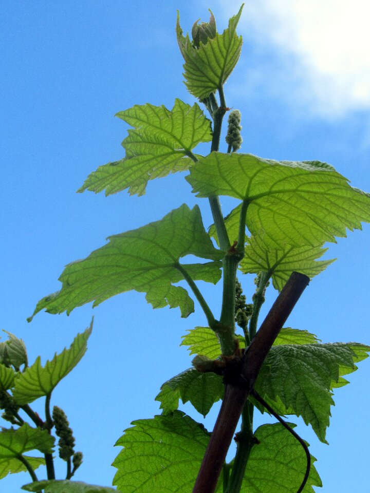 Plant nature nobody