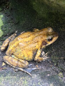 Wildlife animal