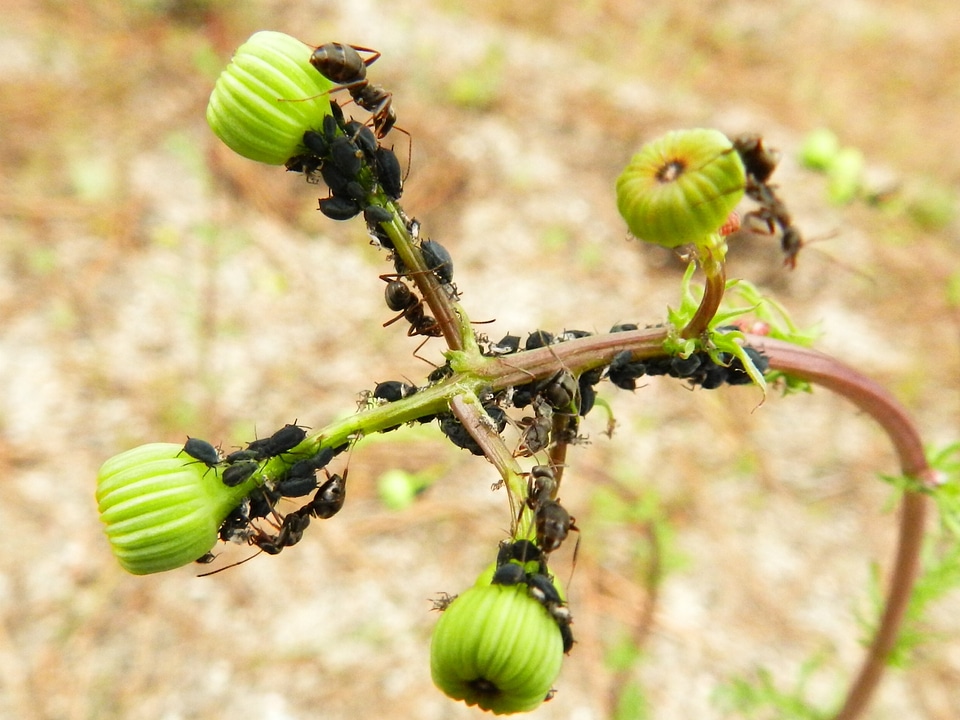 Plant green ants
