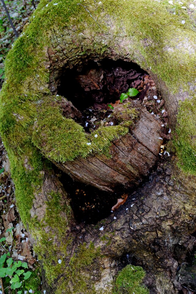 Forest deciduous tree tree bark