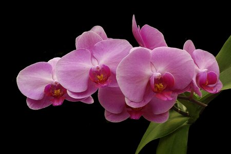 Botanical pink