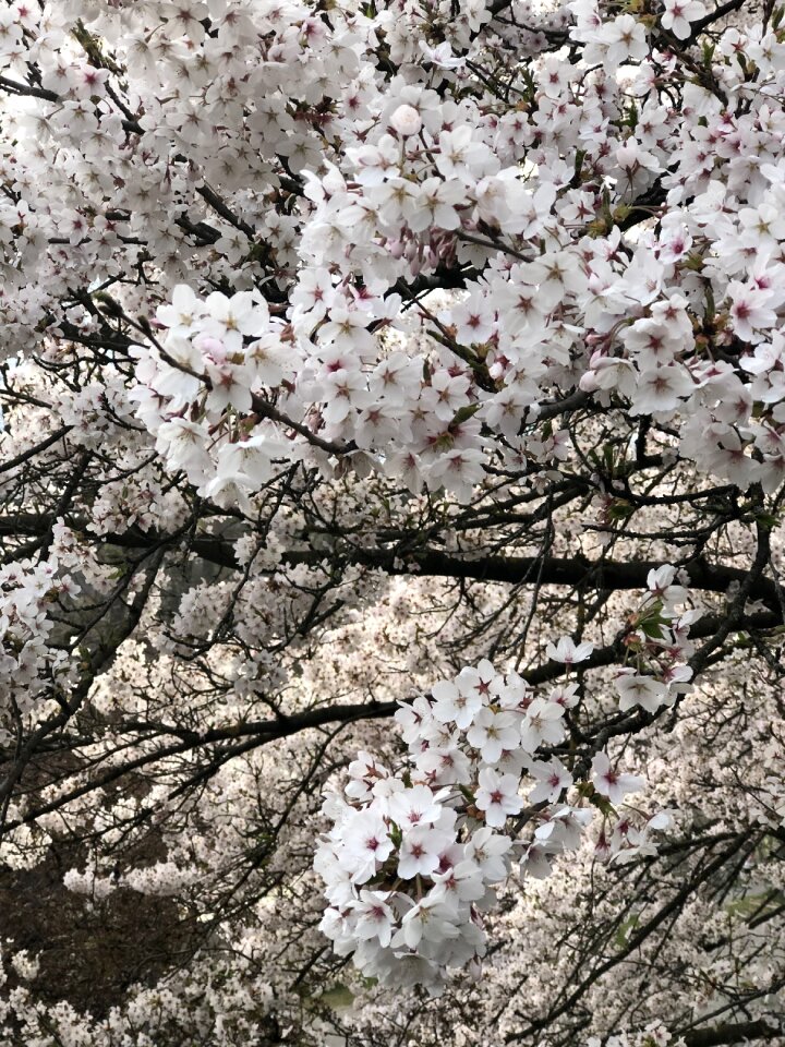Tree plant nature