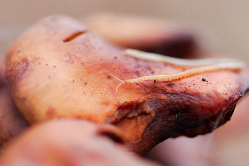 Blood medical macro