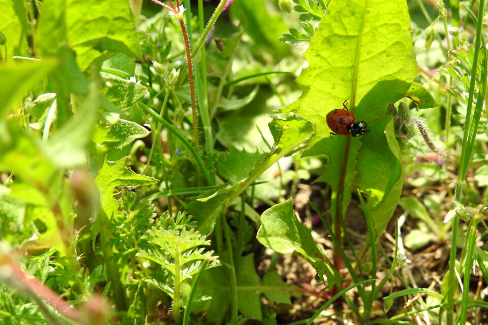 Eating garden ladybug