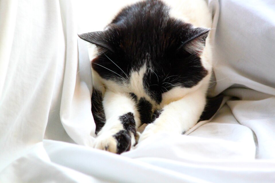 Pet sleep