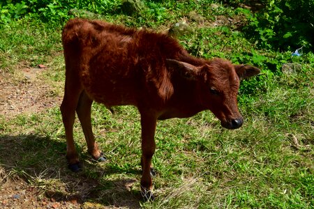 Livestock cow rural