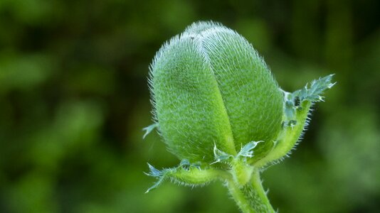 Close up poppy closed