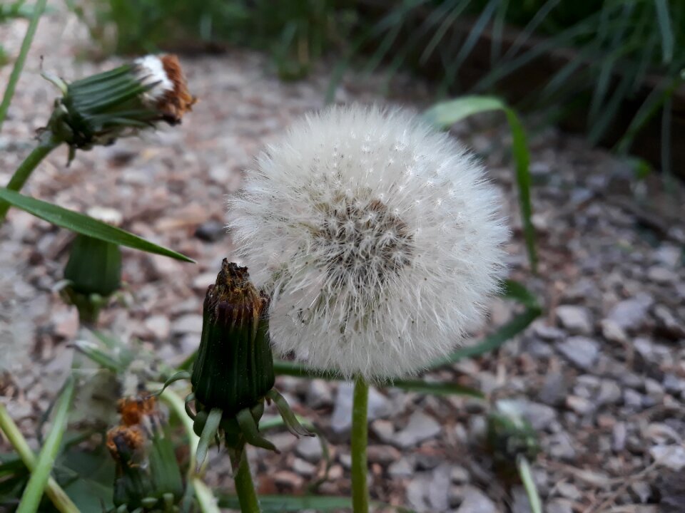 Grass seeds dandelion